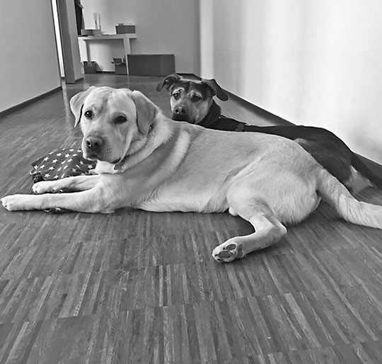 Petitloup & Chico, Hunde bei praxiskom